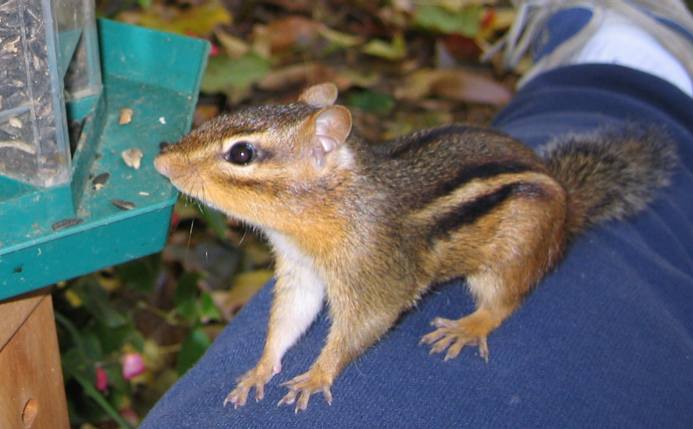 Chipmunk's feeding time