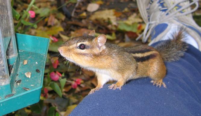 Chipmunk's feeding time