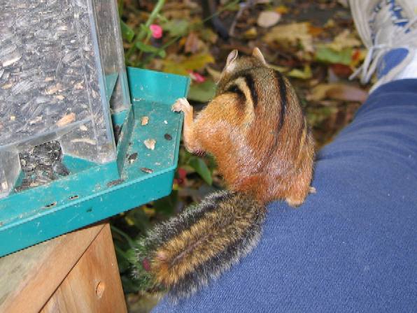 Chipmunk's feeding time