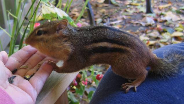 Chipmunk's feeding time