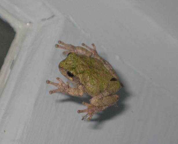 Tree Frog on Window